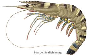Tiger Prawn